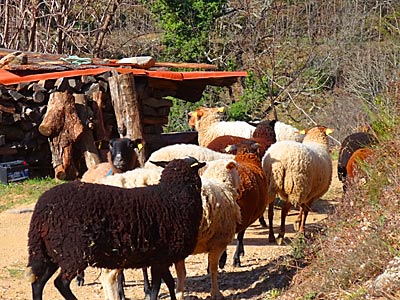 Schafe auf einem Biohof in der Ardeche